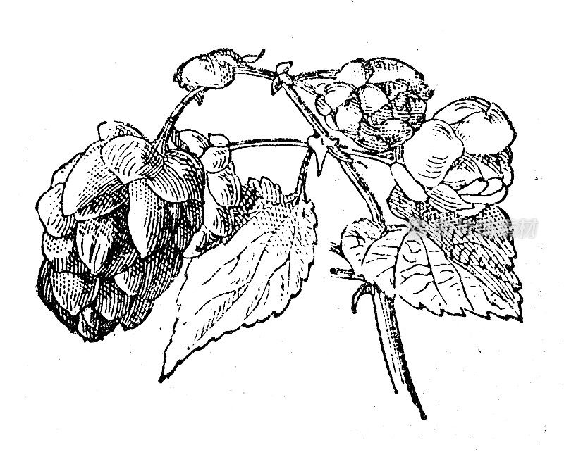 古董插图:Humulus Lupulus (Hop)